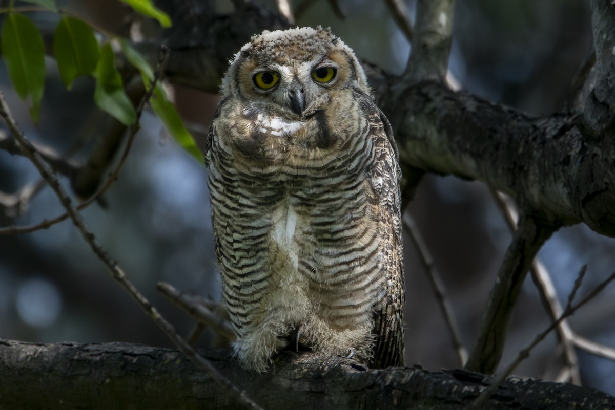 Great Horned Owl - Van Pierszalowski