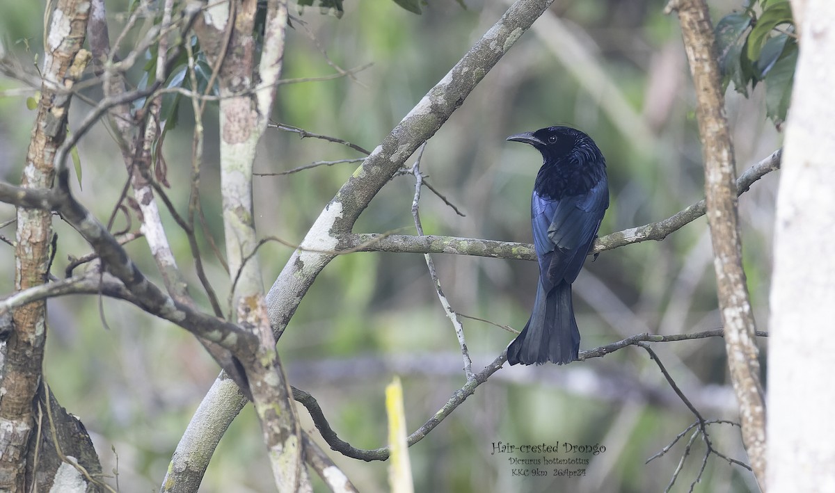 Hair-crested Drongo - Kenneth Cheong