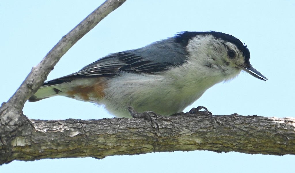 White-breasted Nuthatch - Steve Davis