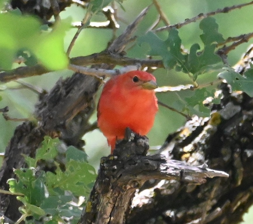 Summer Tanager - Steve Davis