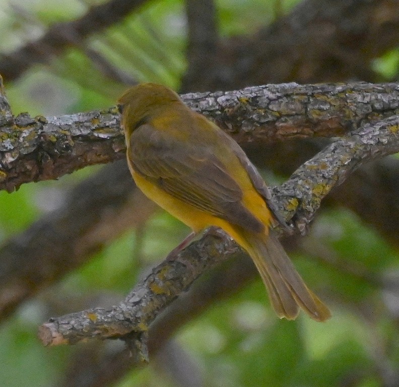 Summer Tanager - Steve Davis