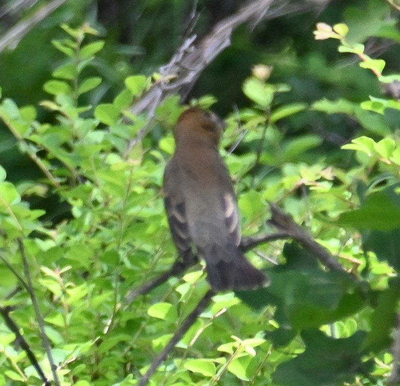 Blue Grosbeak - Steve Davis