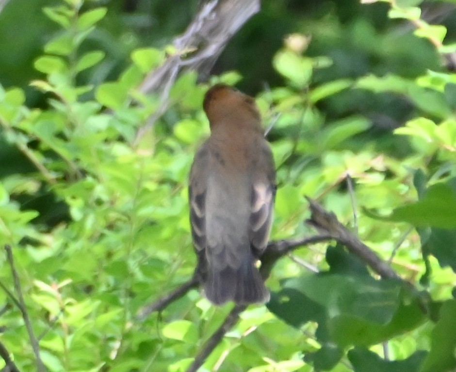 Blue Grosbeak - Steve Davis