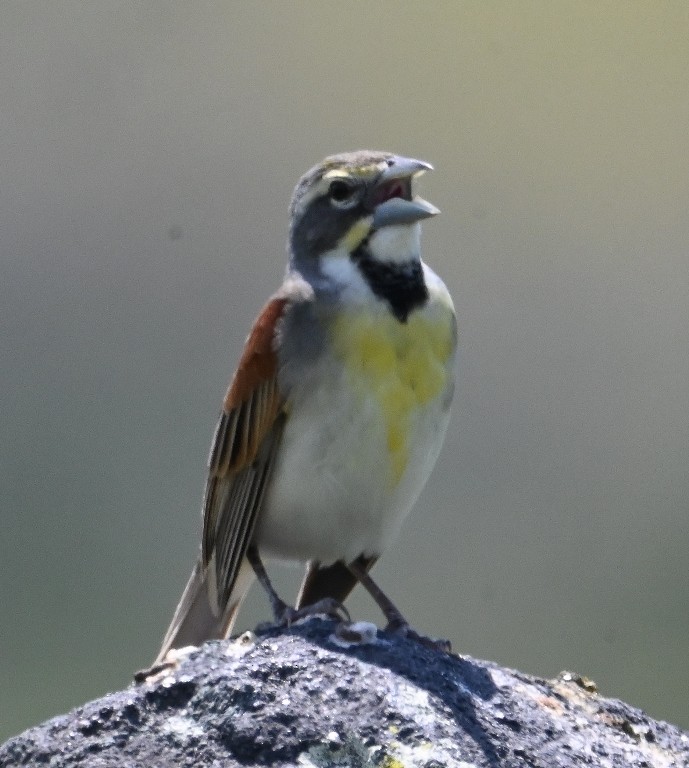 Dickcissel - Steve Davis