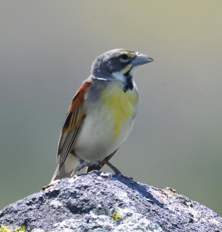 Dickcissel - Steve Davis