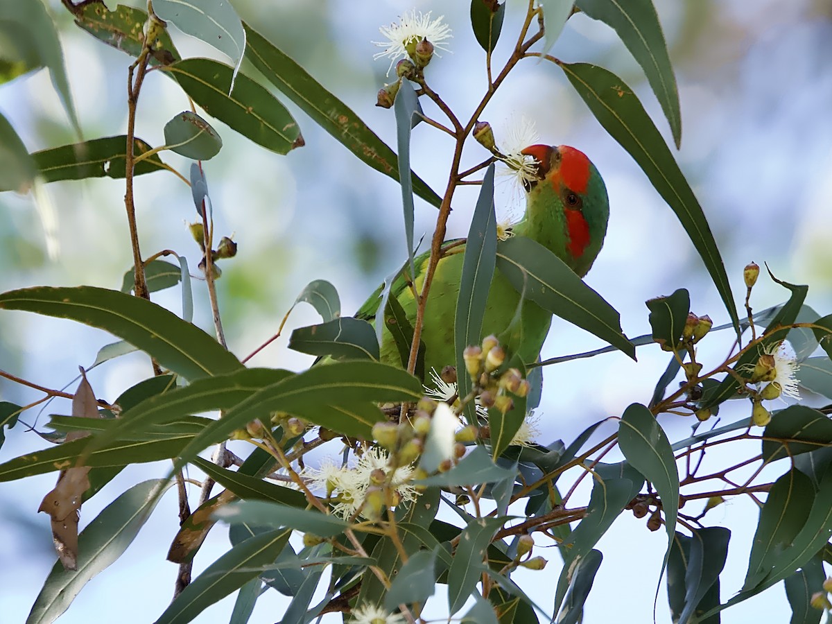 Musk Lorikeet - Allan Johns