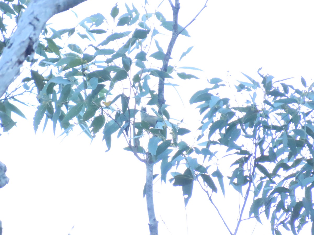 Pardalote pointillé (punctatus) - ML619476771