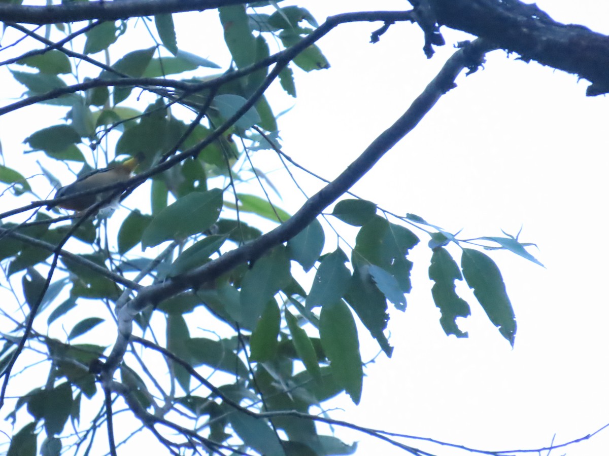 Pardalote Moteado (punctatus) - ML619476772