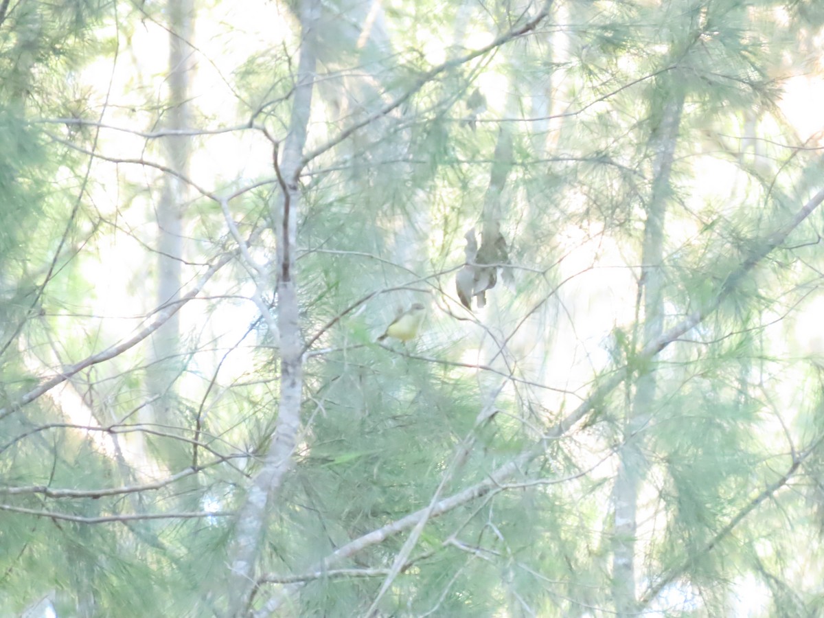 Buff-rumped Thornbill - ML619476774