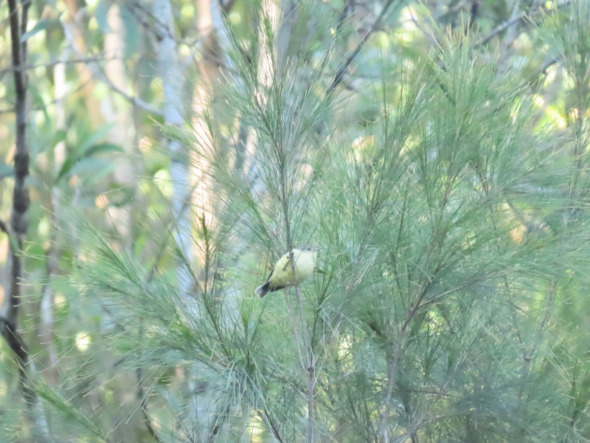 Buff-rumped Thornbill - ML619476776