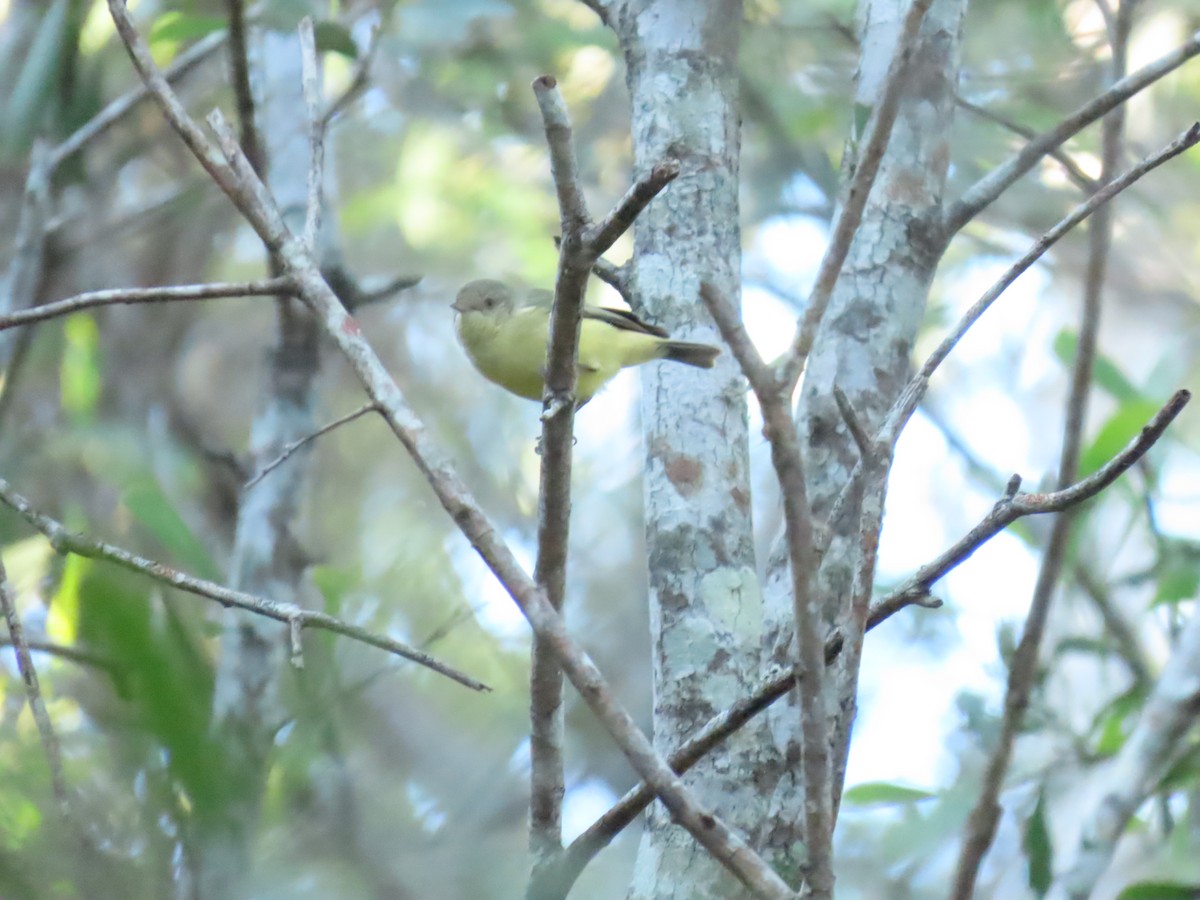 Buff-rumped Thornbill - ML619476779