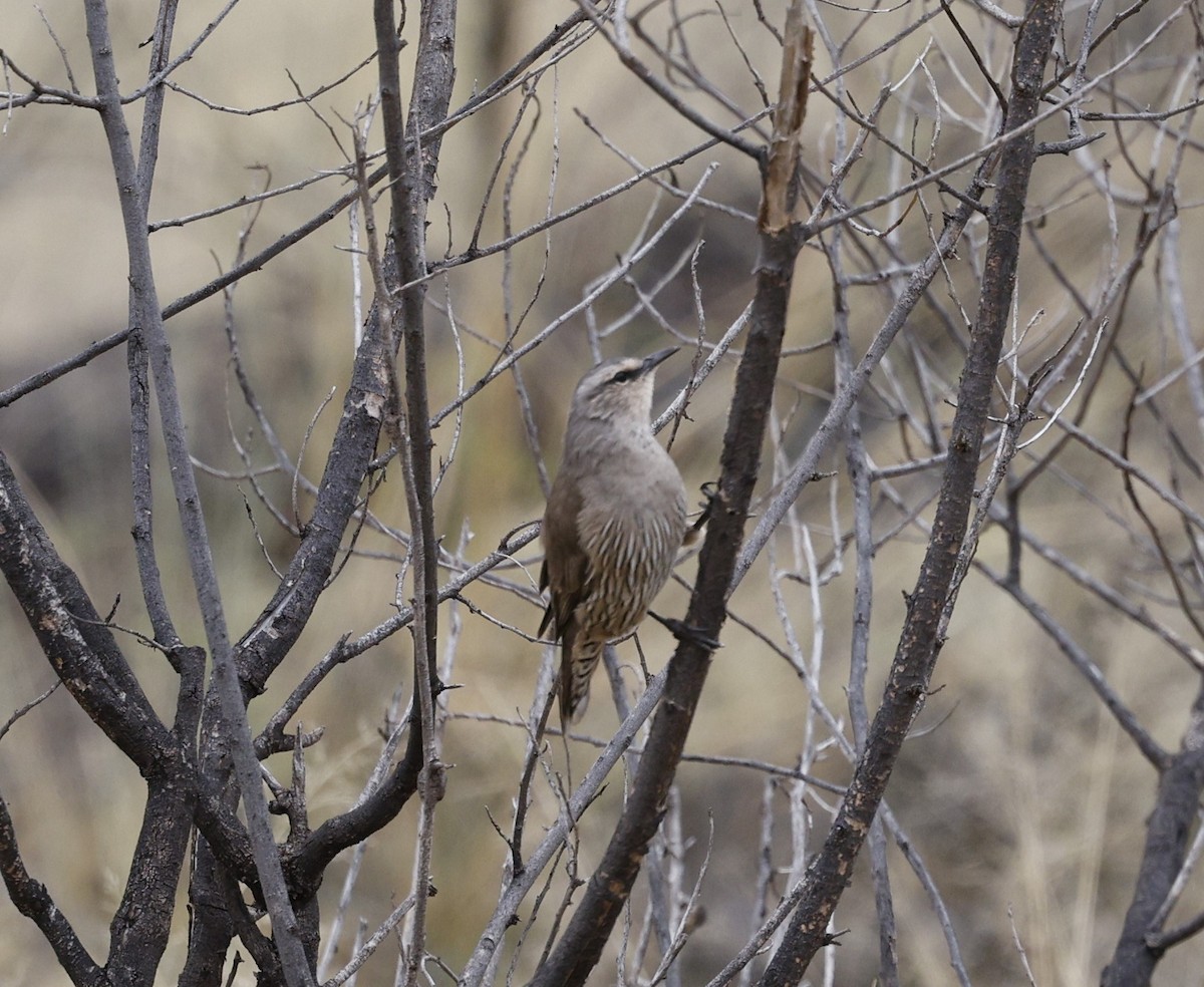 Brown Treecreeper - Cathy Pert