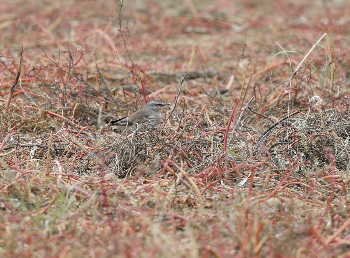 Brown Treecreeper - ML619476784