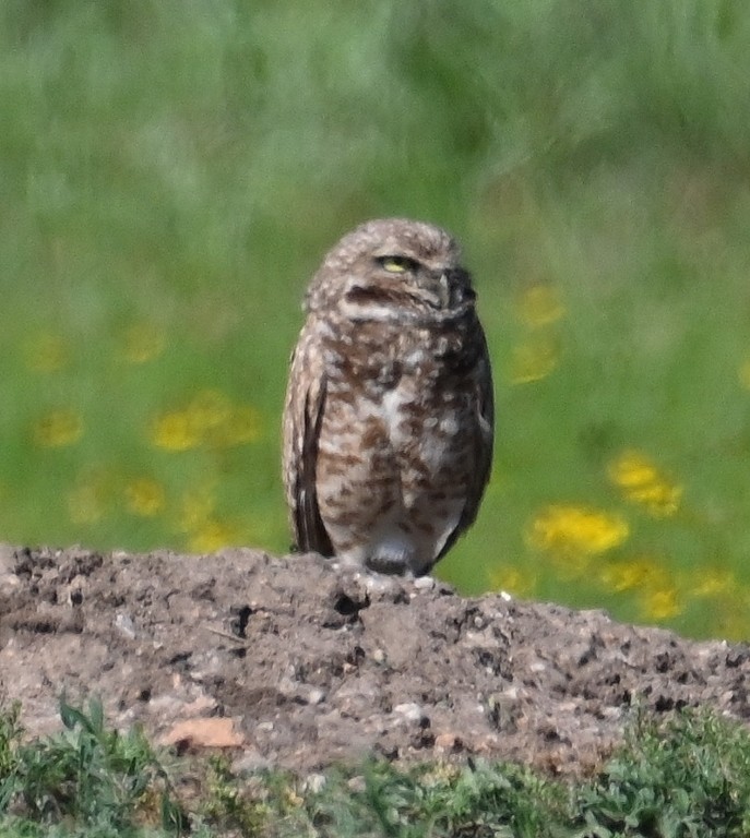 Burrowing Owl - Steve Davis