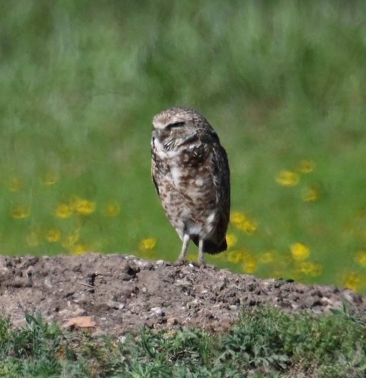 Burrowing Owl - Steve Davis