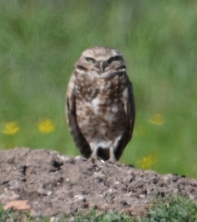 Burrowing Owl - Steve Davis