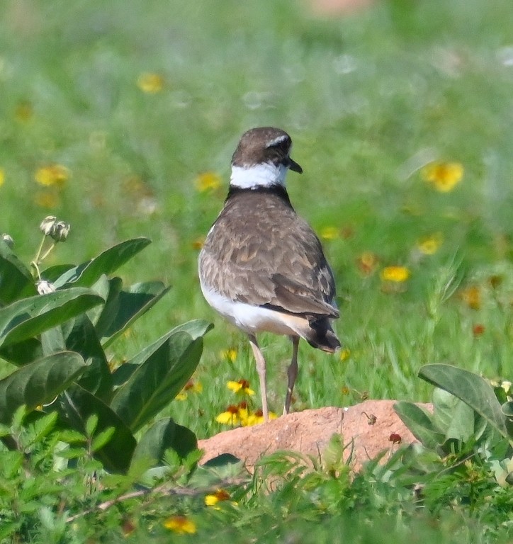 Killdeer - Steve Davis