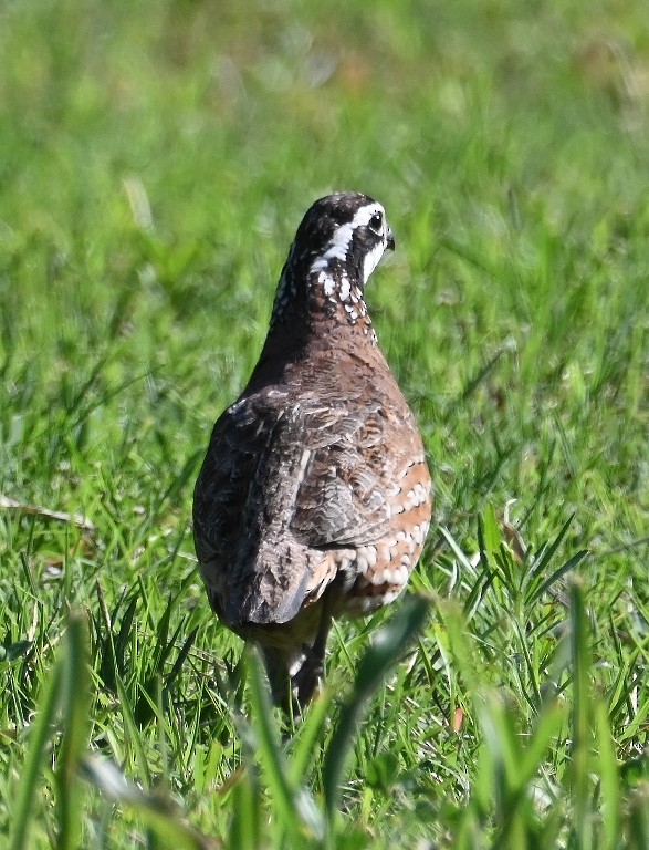 Northern Bobwhite - ML619476799