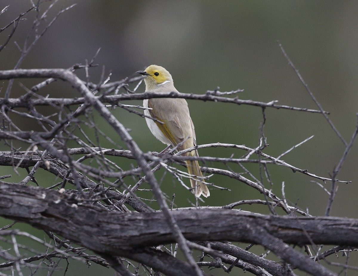 White-plumed Honeyeater - Cathy Pert