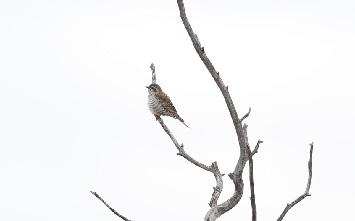 Horsfield's Bronze-Cuckoo - Cathy Pert