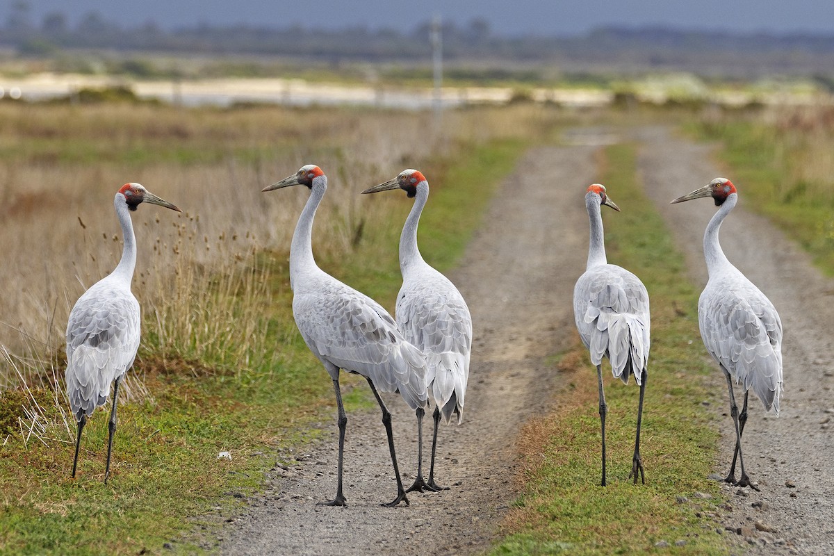 Brolga - Mal Holliday