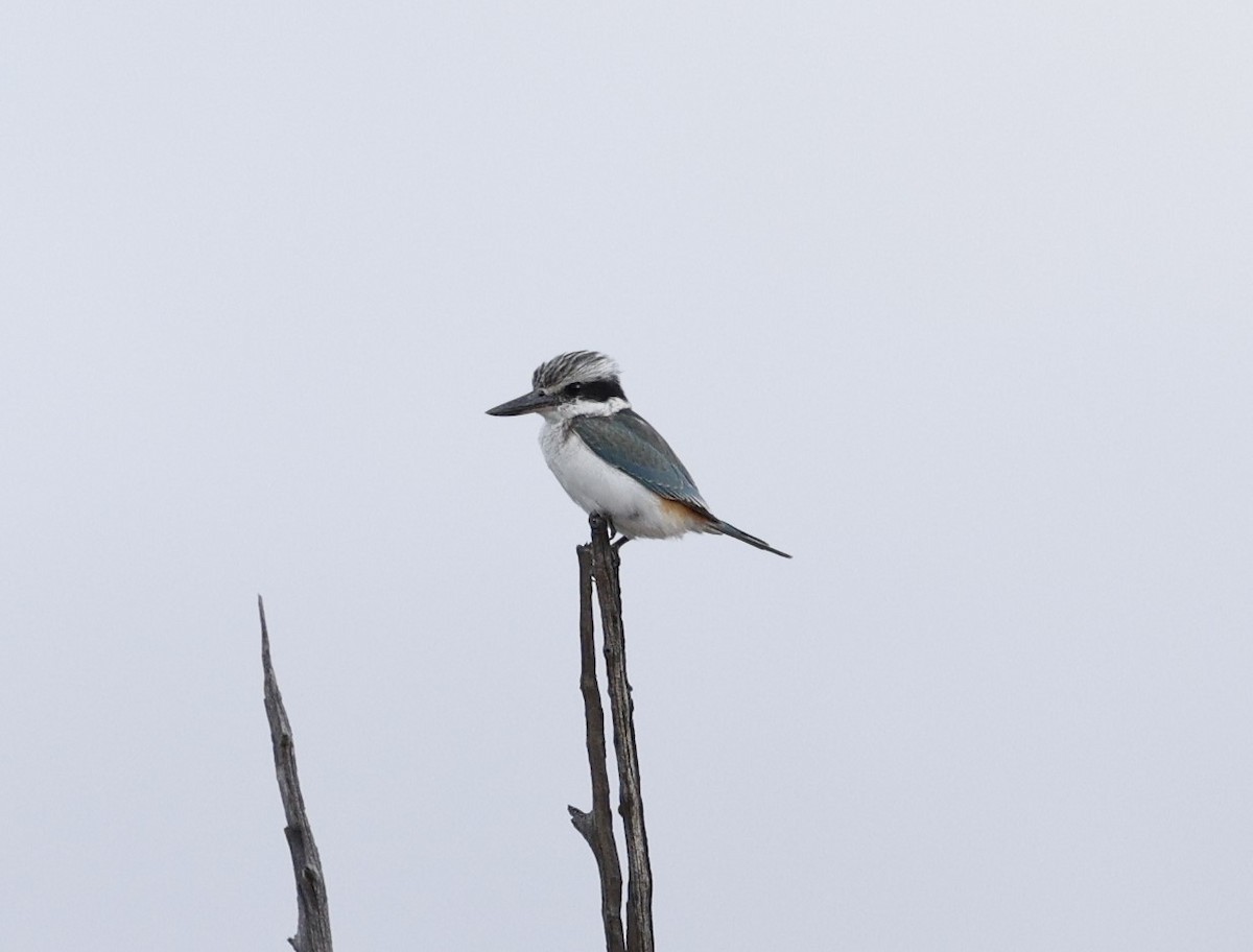 Red-backed Kingfisher - ML619476814