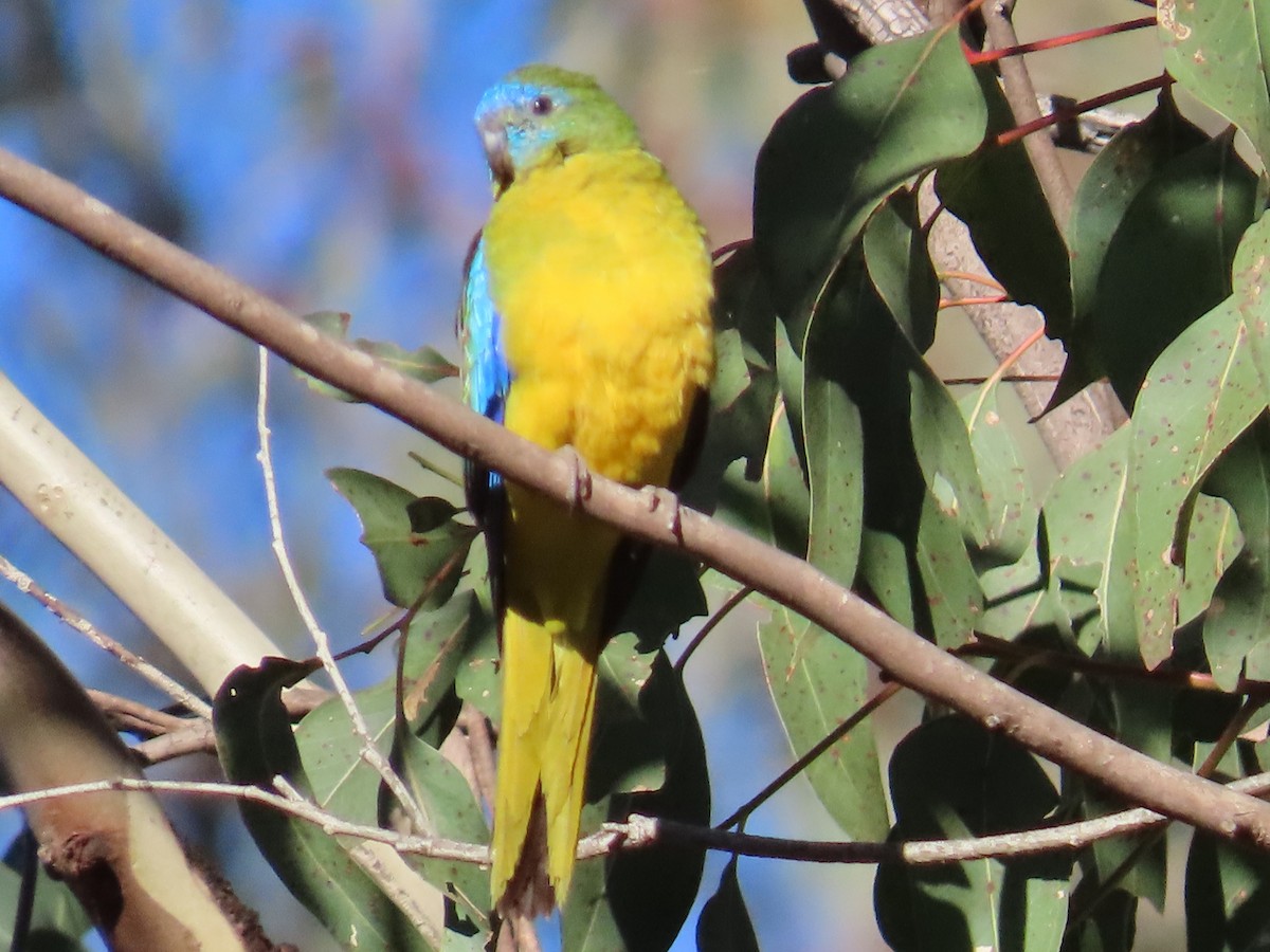 Turquoise Parrot - Julia Hudd