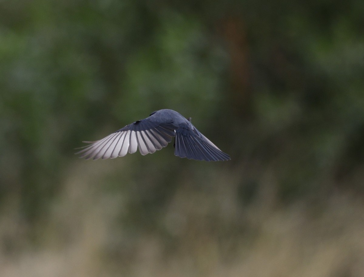 Restless Flycatcher - Cathy Pert