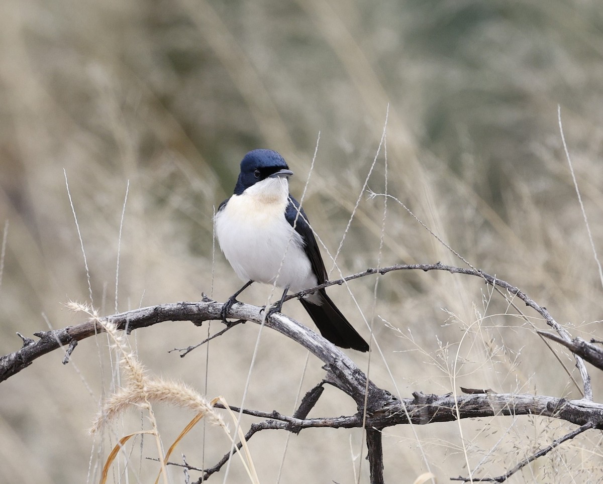 Restless Flycatcher - Cathy Pert