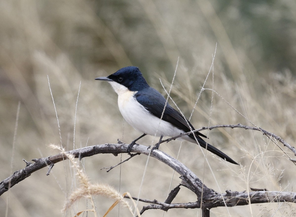 Restless Flycatcher - Cathy Pert