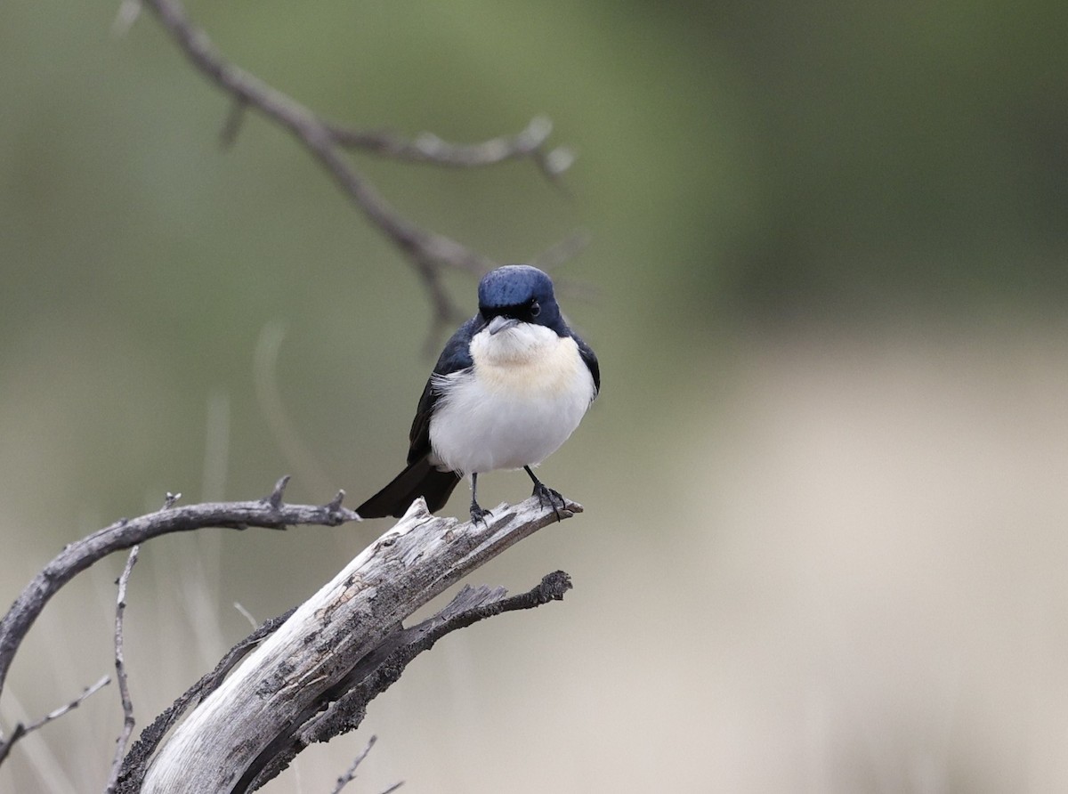 Restless Flycatcher - Cathy Pert