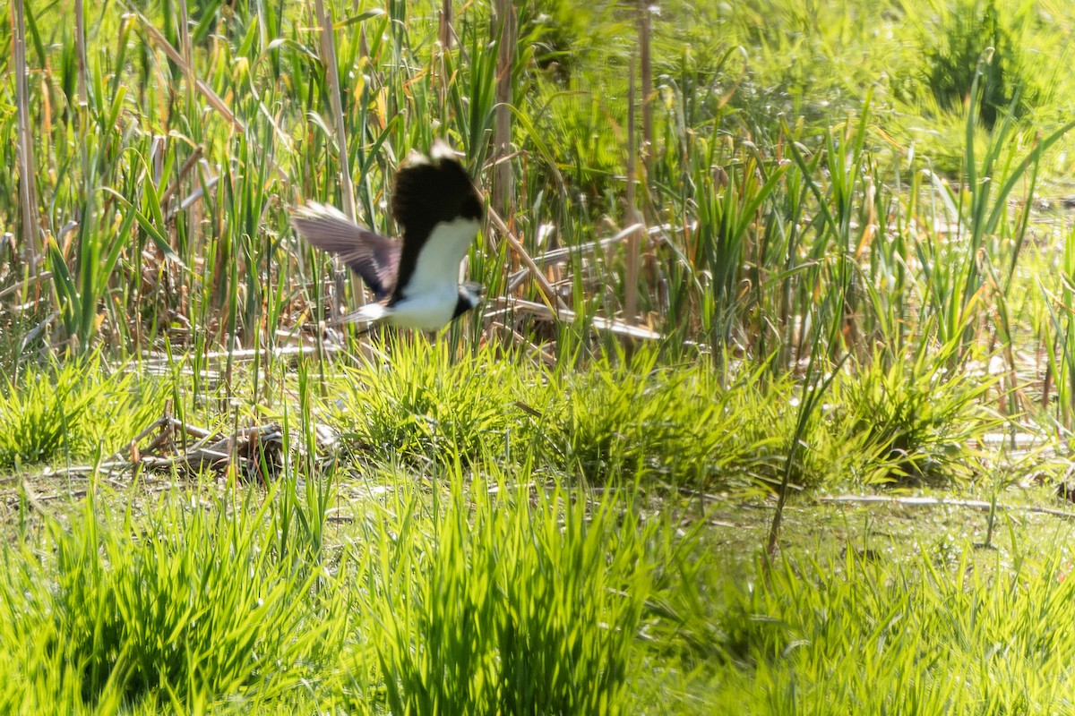 Northern Lapwing - Gabi Uhrova