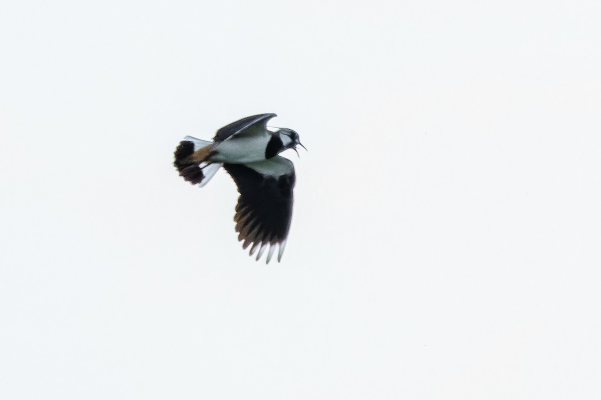 Northern Lapwing - Gabi Uhrova