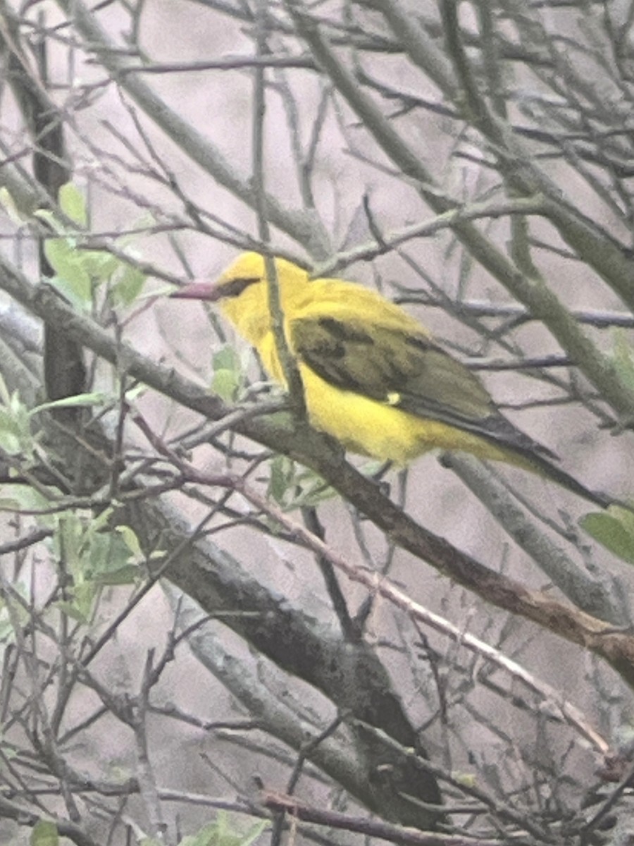 Indian Golden Oriole - Marc Read