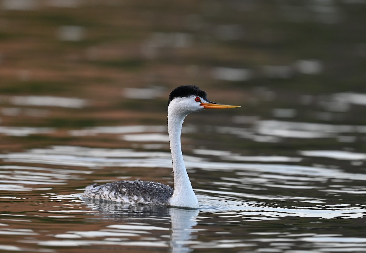 Clark's Grebe - Ronnie Reed