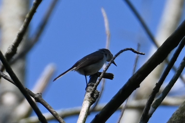 Blue-gray Gnatcatcher - Nicolle and H-Boon Lee