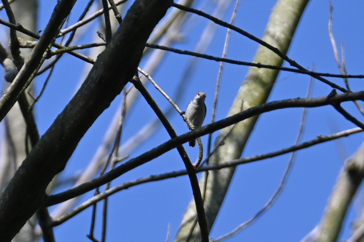 Blue-gray Gnatcatcher - Nicolle and H-Boon Lee