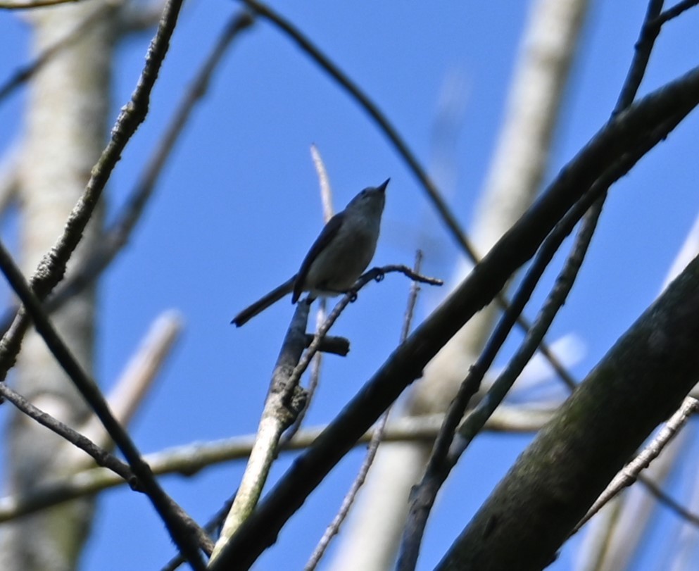 Blue-gray Gnatcatcher - Nicolle and H-Boon Lee