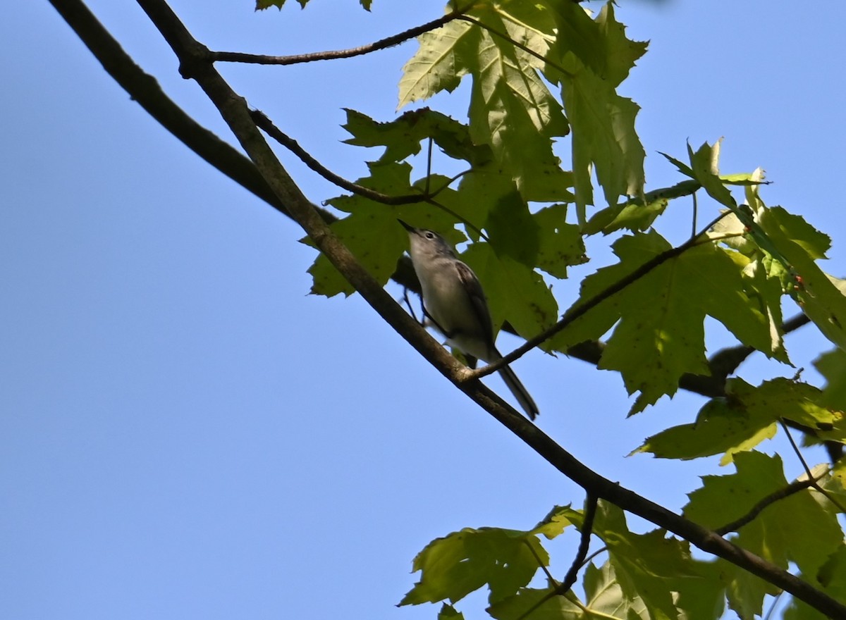 Blue-gray Gnatcatcher - Nicolle and H-Boon Lee