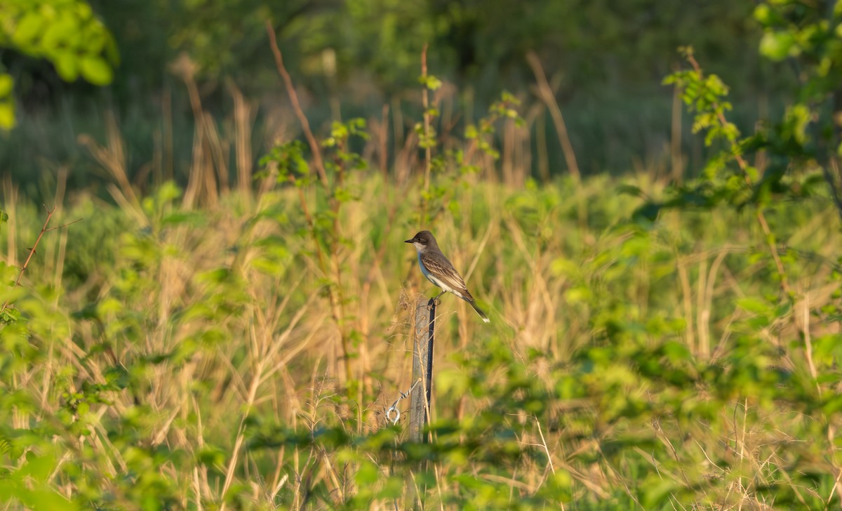 Eastern Kingbird - Chad Berry