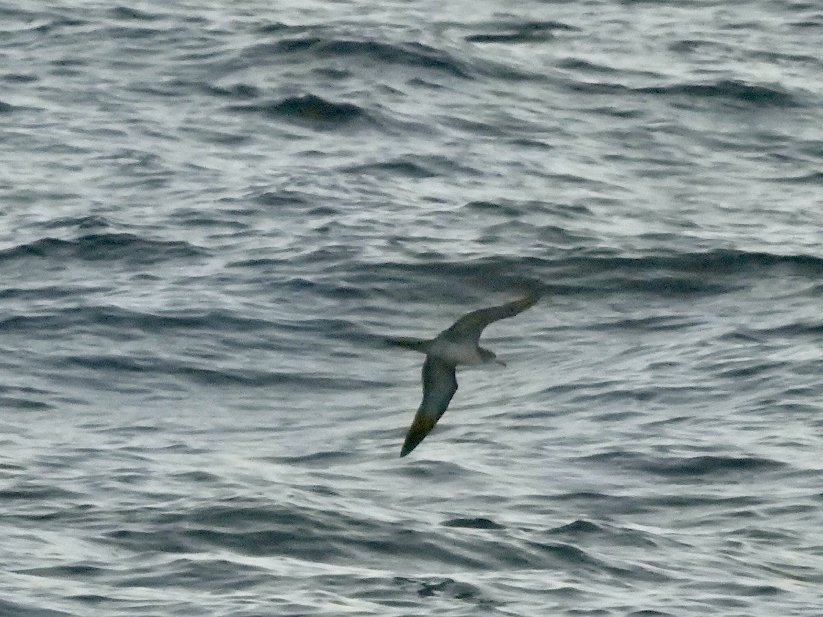 Wedge-tailed Shearwater - Michael Young