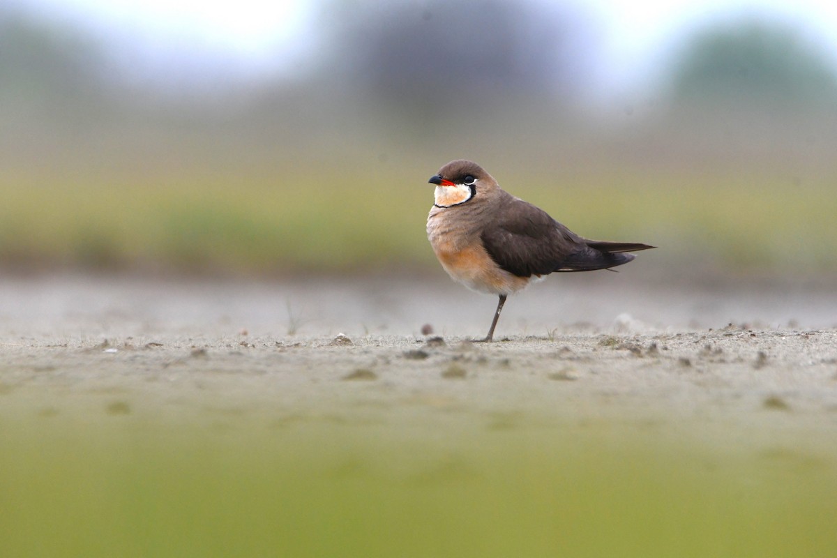 Oriental Pratincole - 品諭 陳