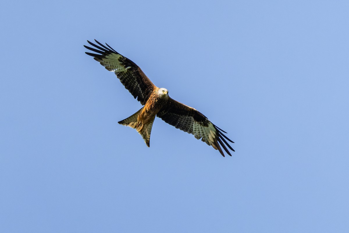 Red Kite - Gabi Uhrova