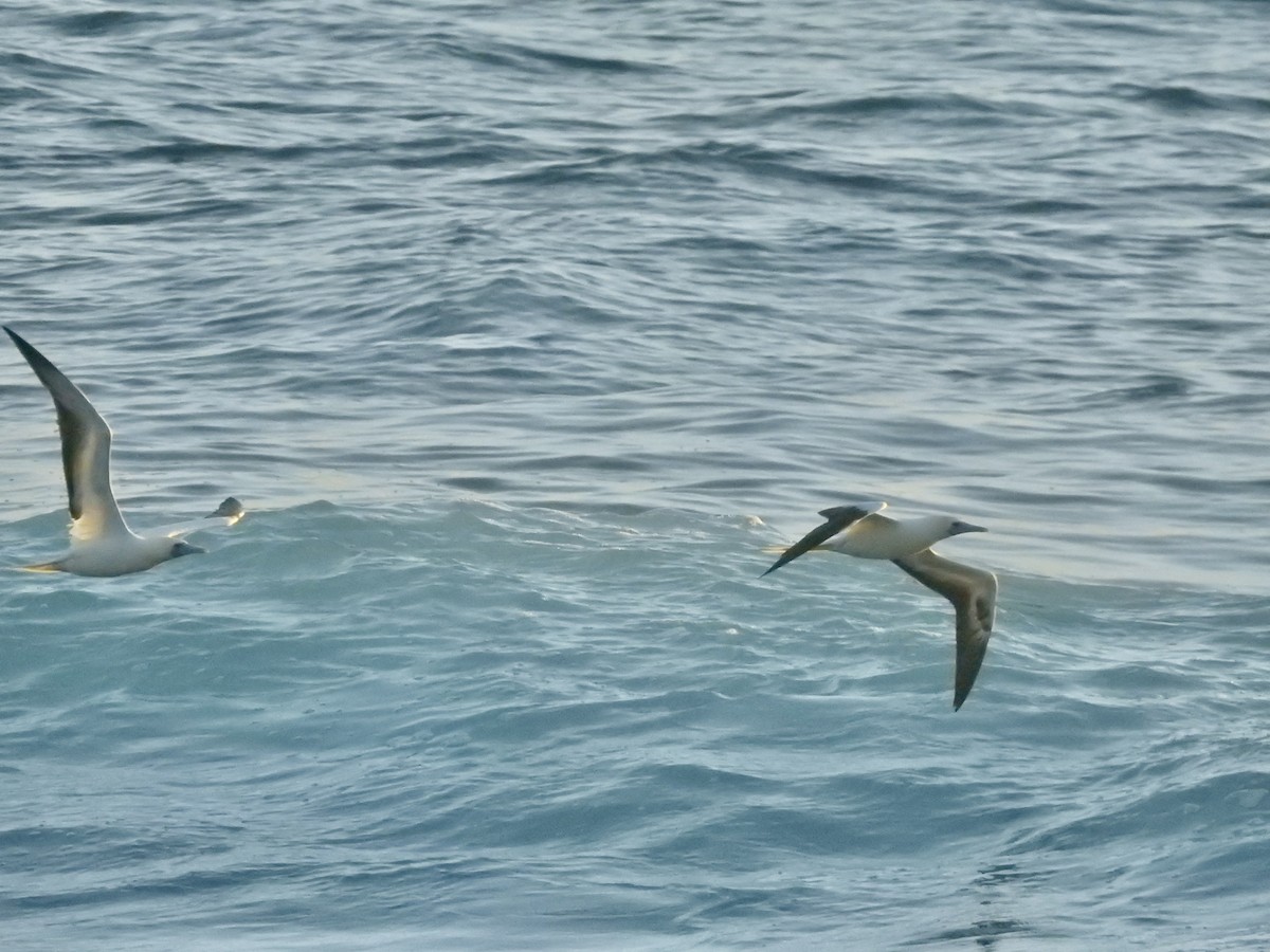 Red-footed Booby - Michael Young