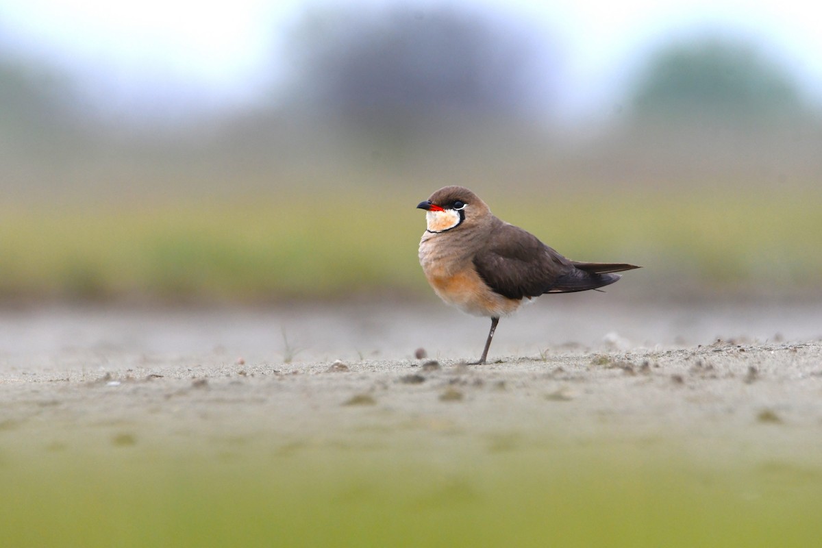 Oriental Pratincole - ML619476875