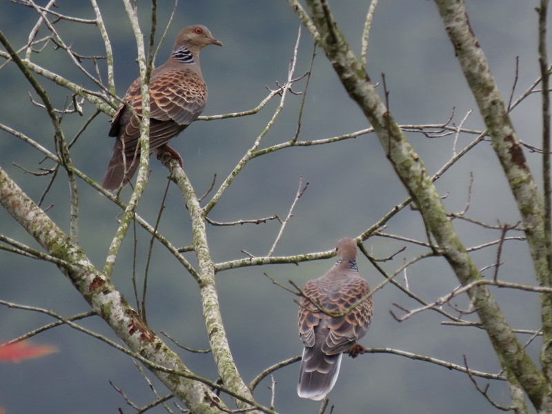 Oriental Turtle-Dove - 竹雞 劉