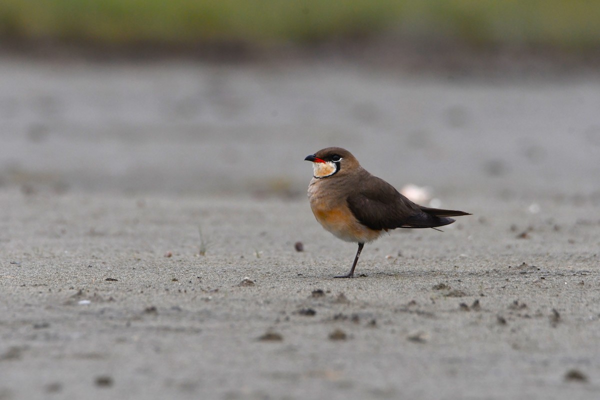 Oriental Pratincole - 品諭 陳