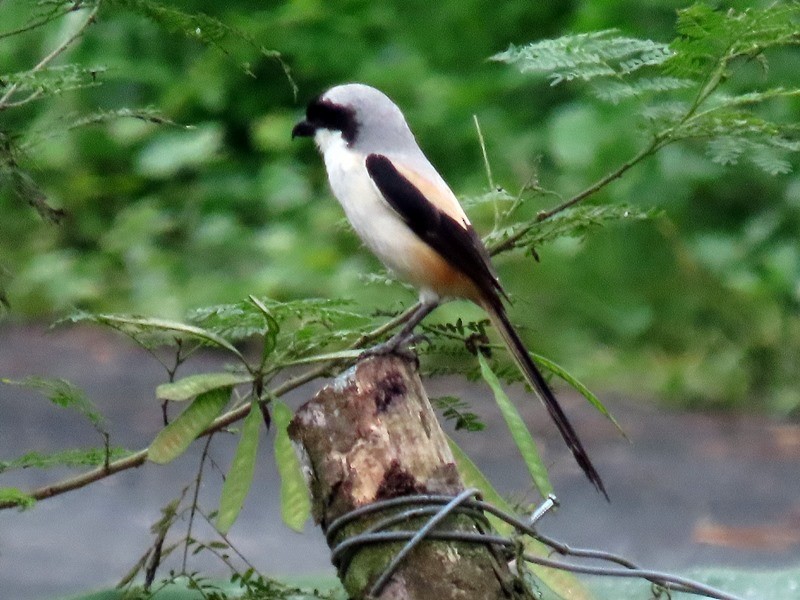 Long-tailed Shrike - 竹雞 劉