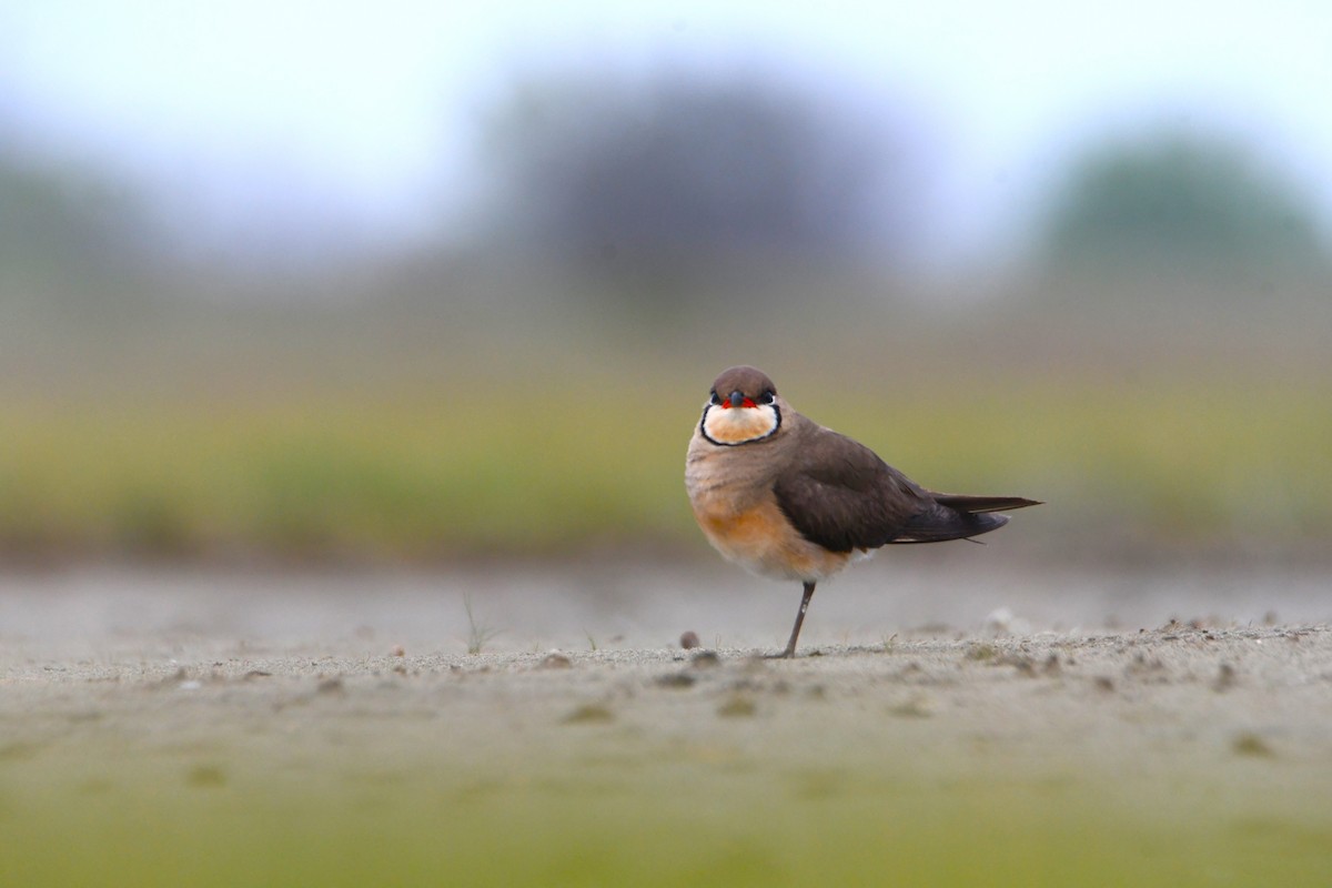 Oriental Pratincole - ML619476887