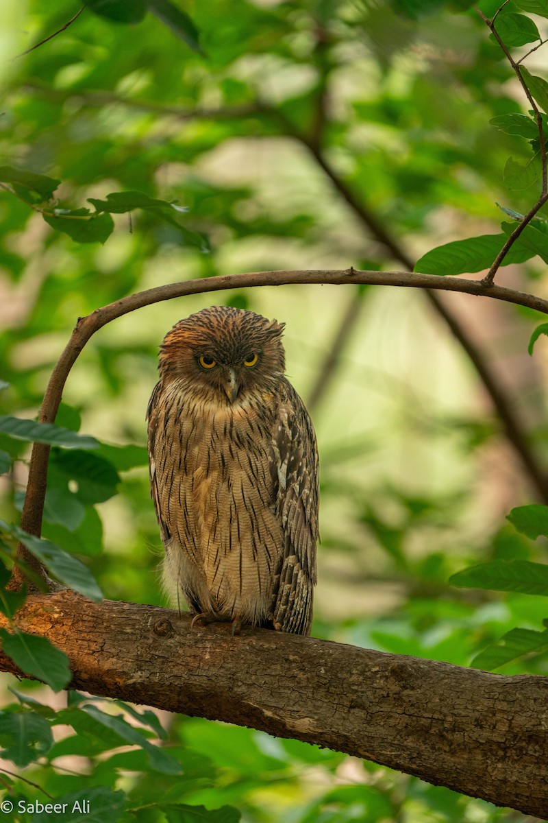 Brown Fish-Owl - sabeer ali